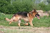 BERGER ALLEMAND 1406